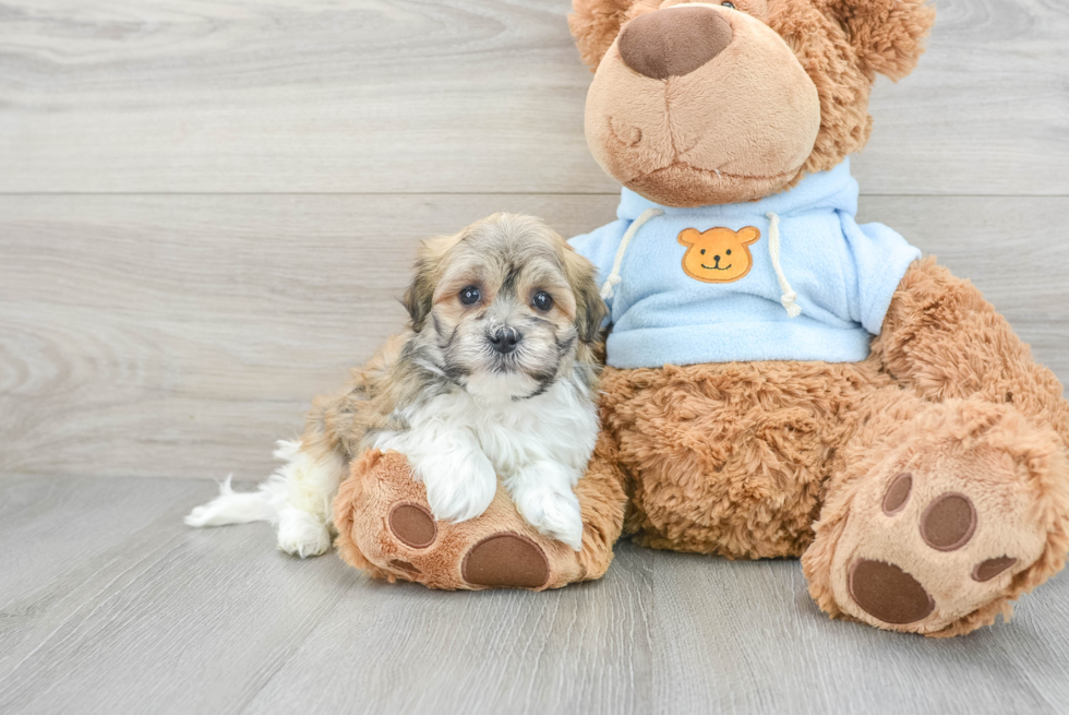 Small Havanese Purebred Pup