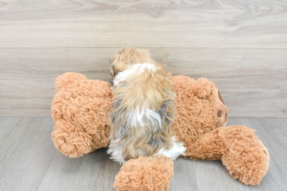 Playful Havanese Baby