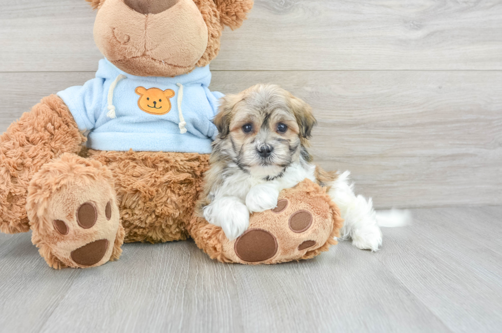 6 week old Havanese Puppy For Sale - Puppy Love PR