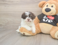 6 week old Havanese Puppy For Sale - Puppy Love PR