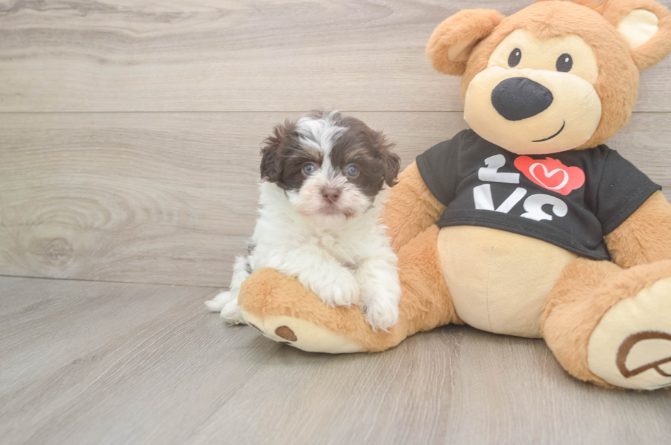 6 week old Havanese Puppy For Sale - Puppy Love PR