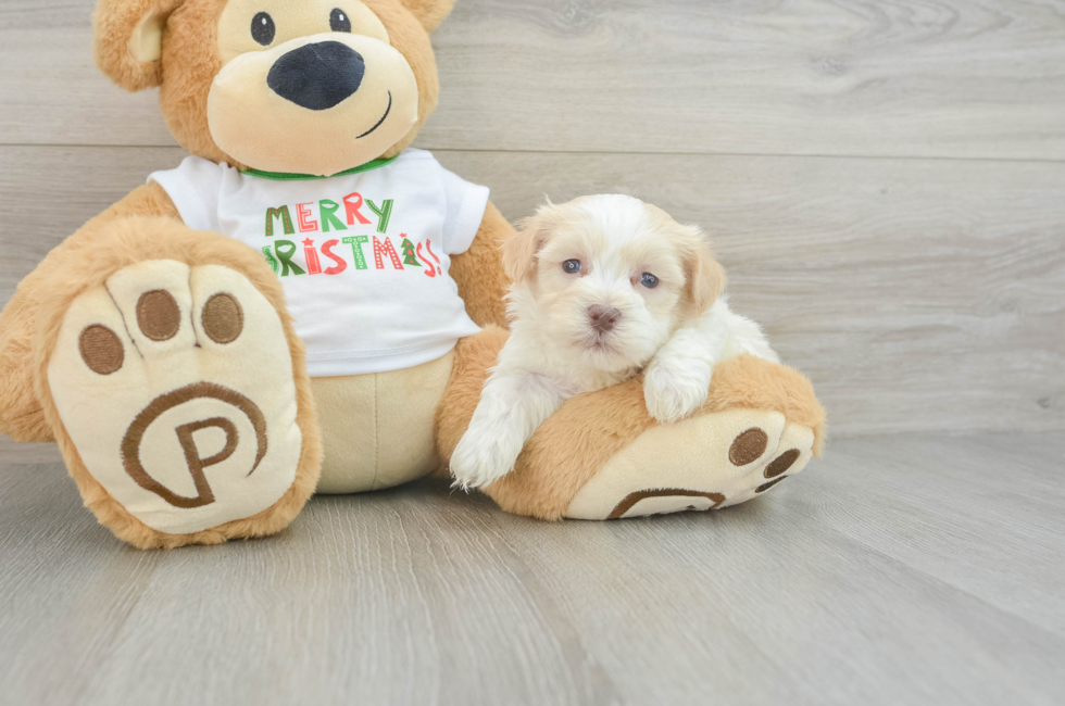 5 week old Havanese Puppy For Sale - Puppy Love PR