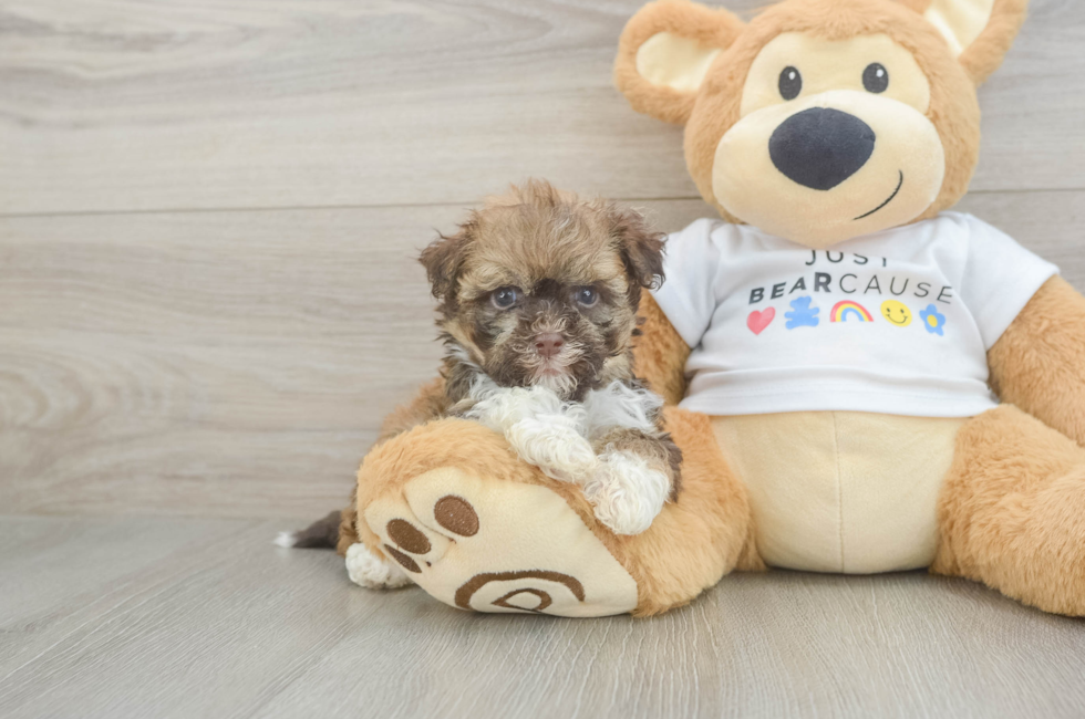 7 week old Havanese Puppy For Sale - Puppy Love PR