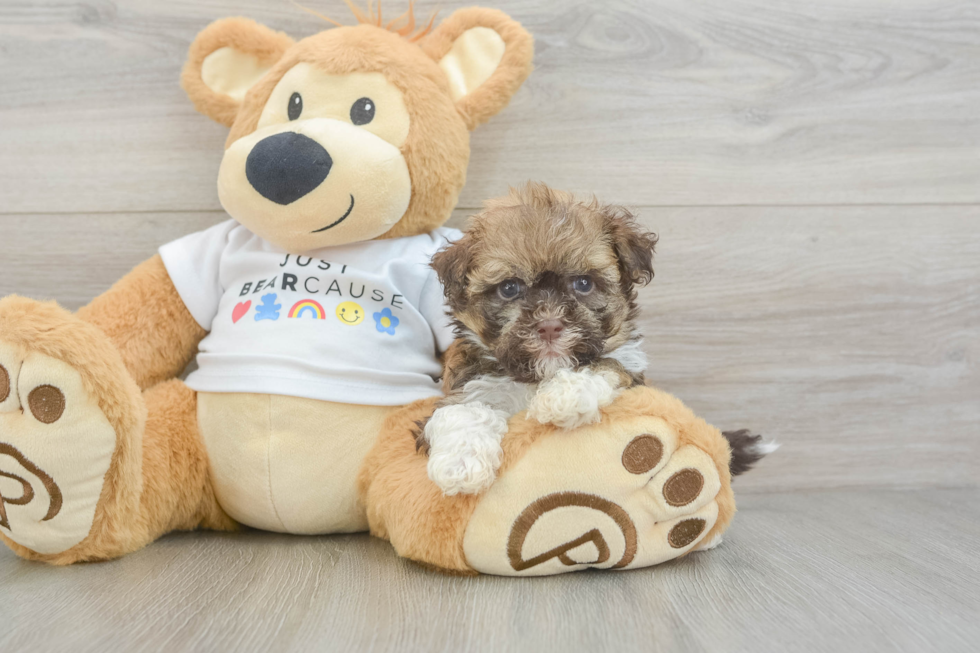 Adorable Havanese Cuban Bichon Purebred Puppy