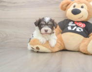 6 week old Havanese Puppy For Sale - Puppy Love PR