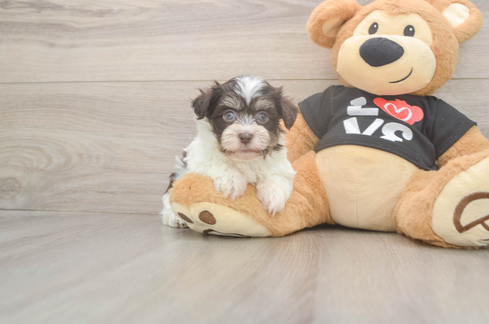 6 week old Havanese Puppy For Sale - Puppy Love PR