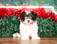 10 week old Havanese Puppy For Sale - Puppy Love PR