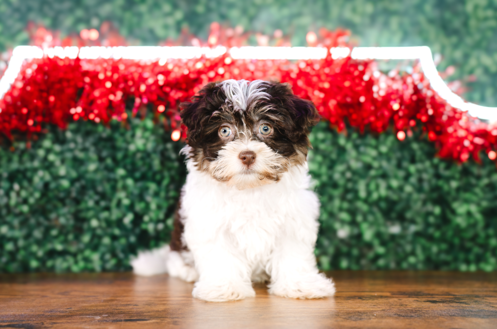 10 week old Havanese Puppy For Sale - Puppy Love PR