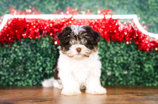 Havanese Puppy for Adoption