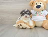 6 week old Havanese Puppy For Sale - Puppy Love PR