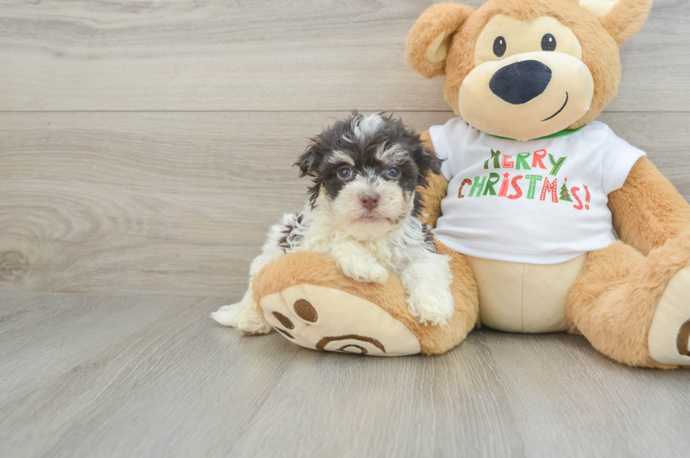 5 week old Havanese Puppy For Sale - Puppy Love PR