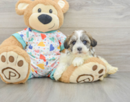 6 week old Havanese Puppy For Sale - Puppy Love PR