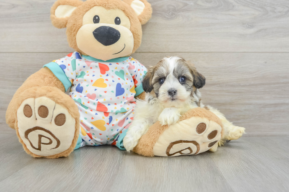 5 week old Havanese Puppy For Sale - Puppy Love PR