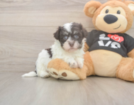 6 week old Havanese Puppy For Sale - Puppy Love PR