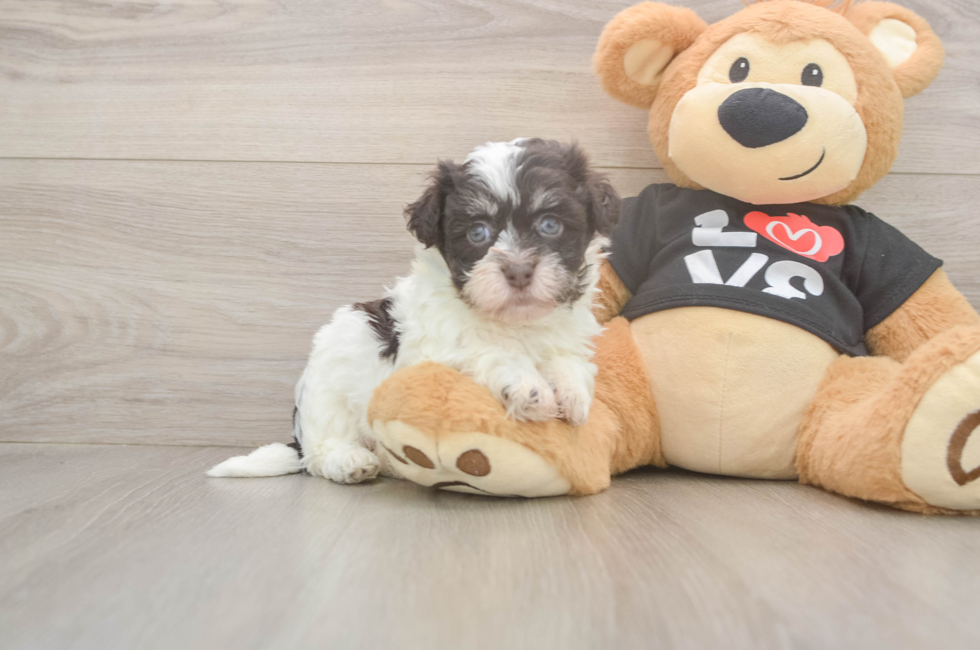 6 week old Havanese Puppy For Sale - Puppy Love PR