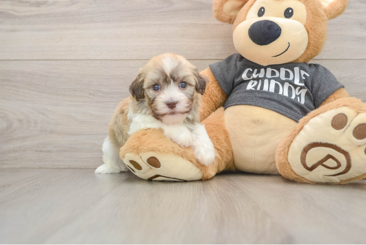 Best Havanese Baby