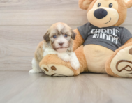 5 week old Havanese Puppy For Sale - Puppy Love PR