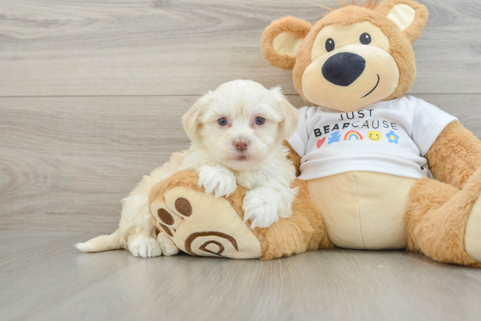 Adorable Havanese Cuban Bichon Purebred Puppy