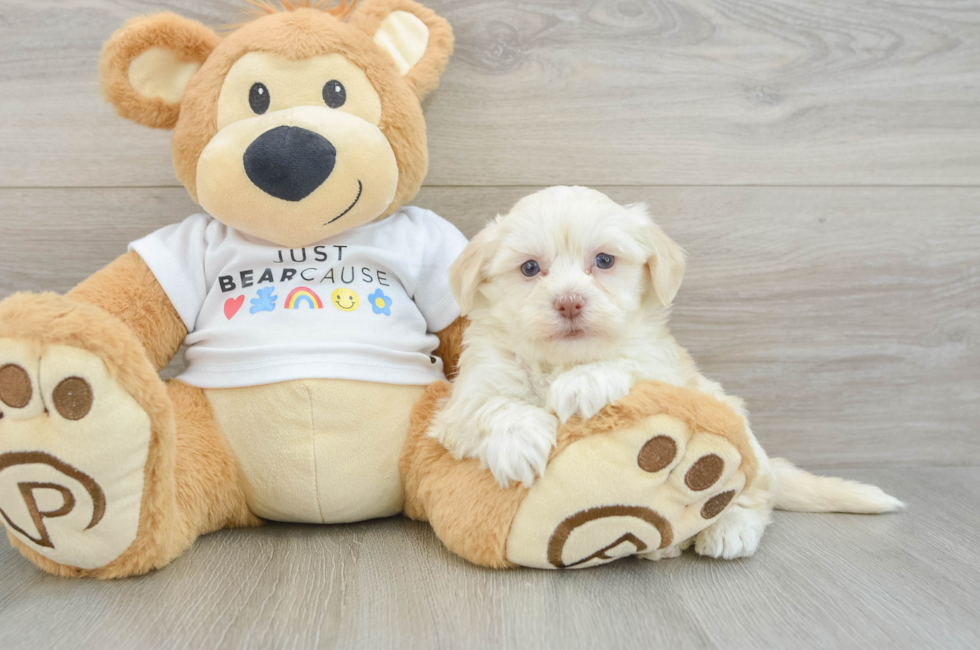 5 week old Havanese Puppy For Sale - Puppy Love PR