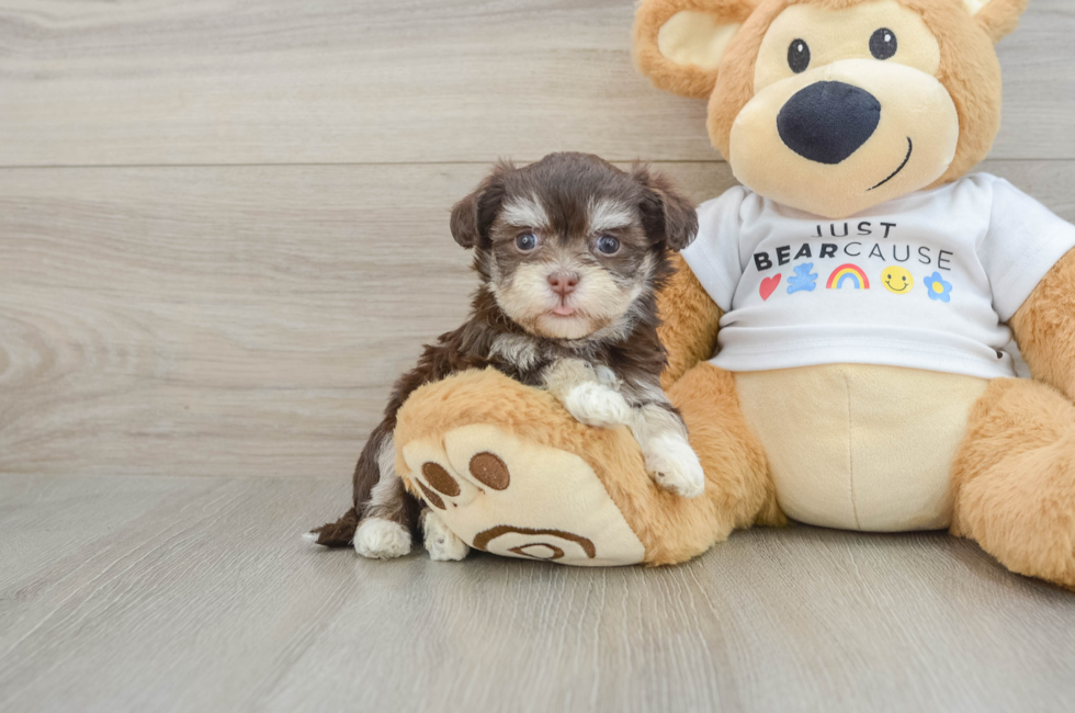 5 week old Havanese Puppy For Sale - Puppy Love PR