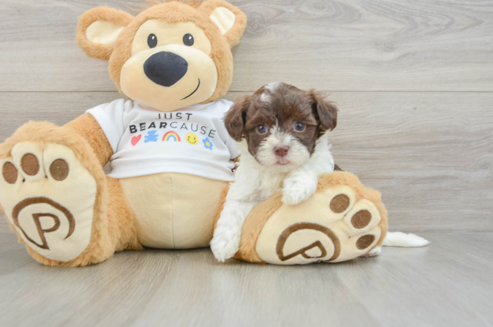 5 week old Havanese Puppy For Sale - Puppy Love PR