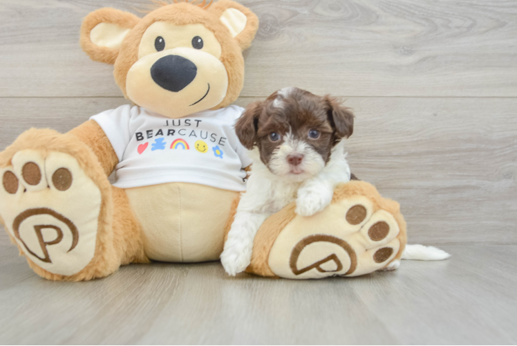 Meet Napoleon - our Havanese Puppy Photo 1/3 - Puppy Love PR Funny Havanese Purebred Pup