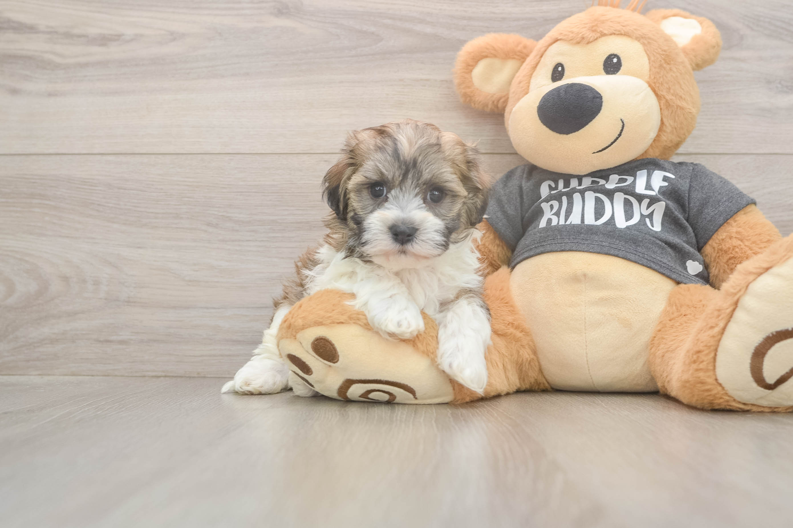 Little Havanese Baby