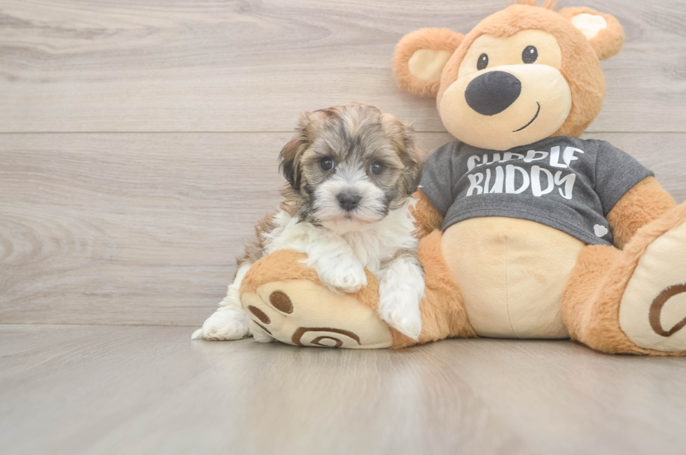5 week old Havanese Puppy For Sale - Puppy Love PR