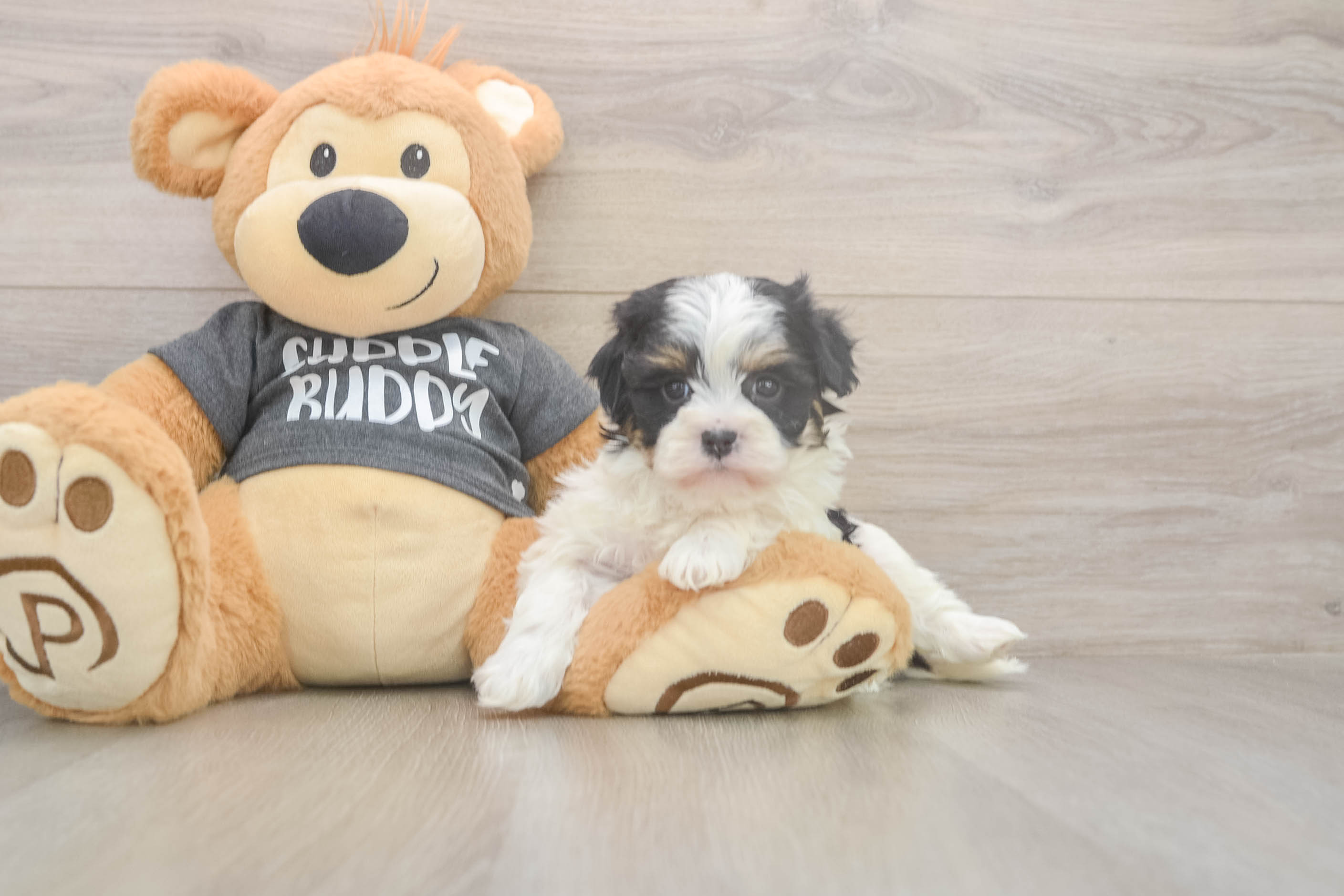 Havanese Pup Being Cute