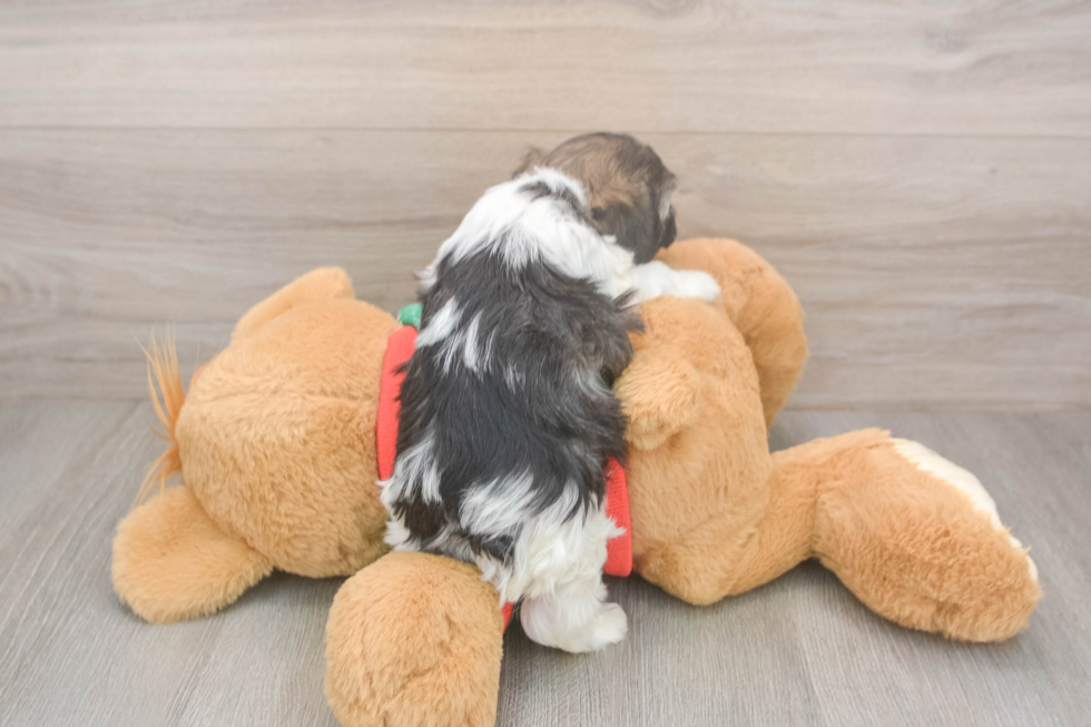 Friendly Havanese Baby
