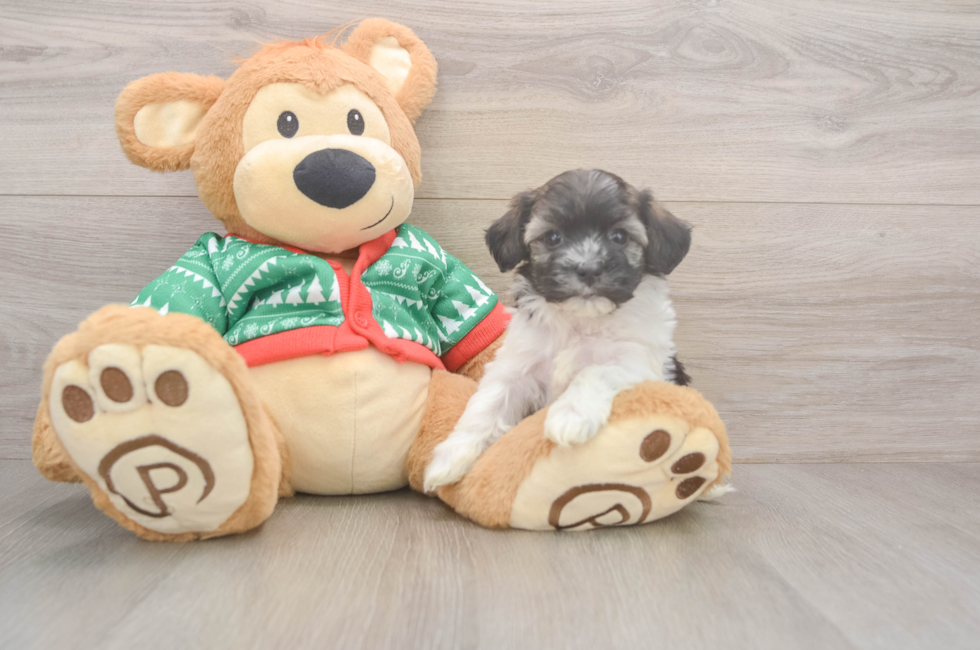 5 week old Havanese Puppy For Sale - Puppy Love PR