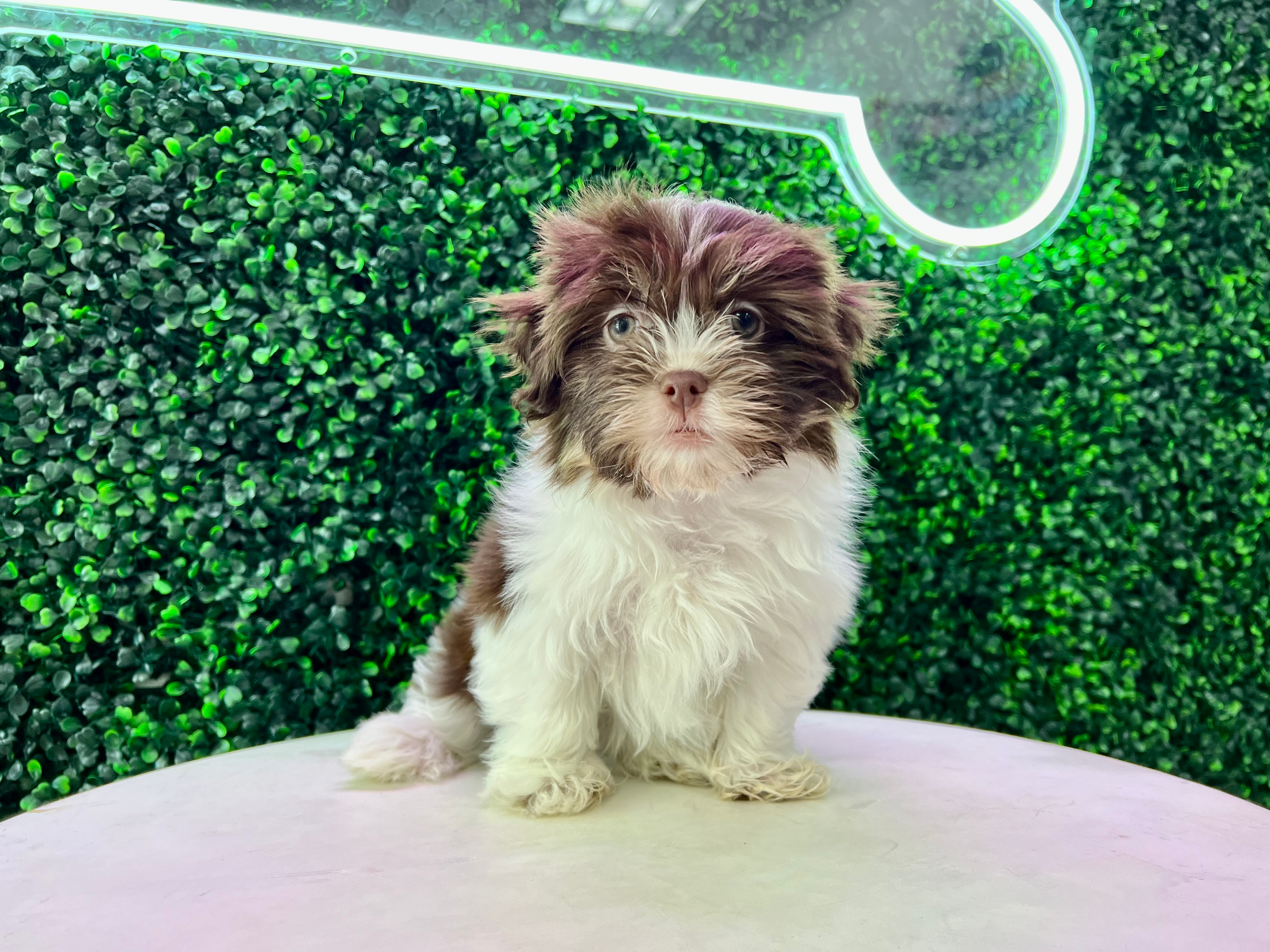 Cute Havanese Purebred Puppy