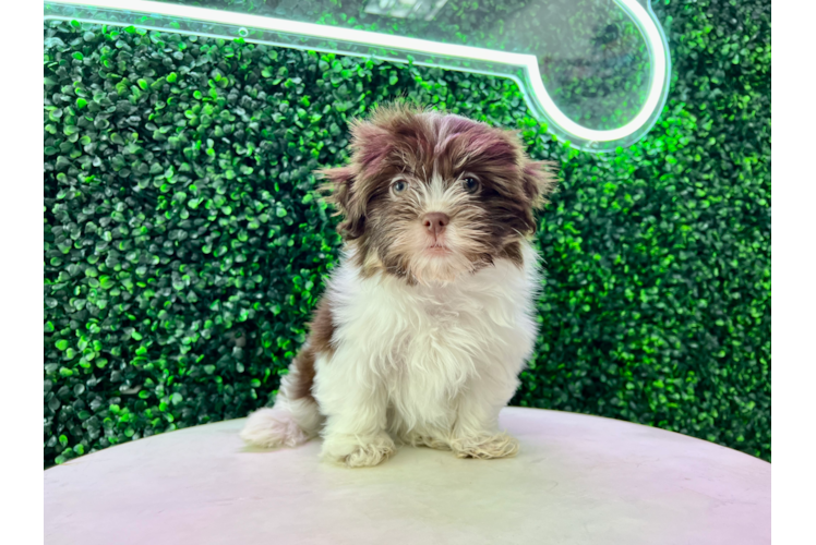 Meet Noon - our Havanese Puppy Photo 1/4 - Puppy Love PR Cute Havanese Purebred Puppy
