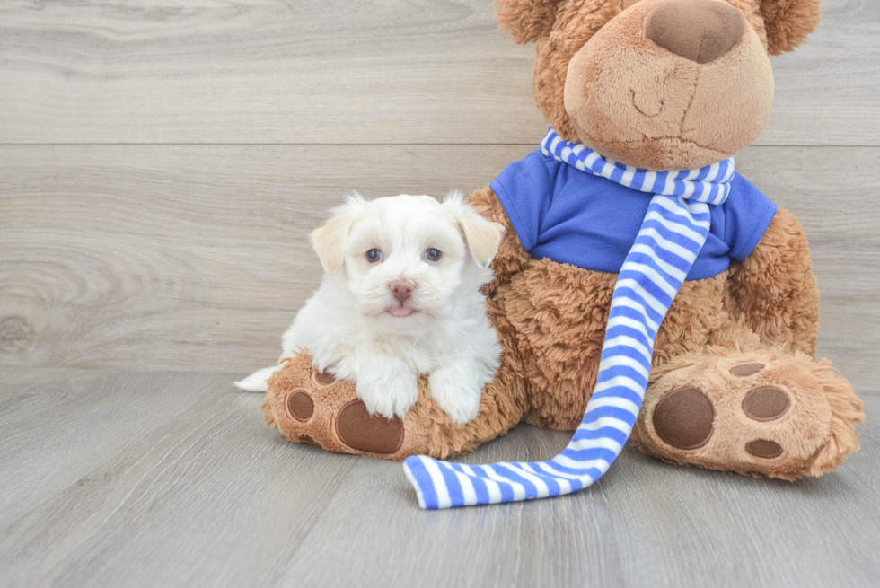 Friendly Havanese Purebred Pup