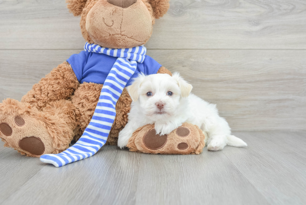 Adorable Havanese Purebred Puppy