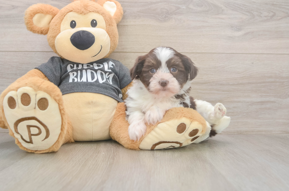 5 week old Havanese Puppy For Sale - Puppy Love PR