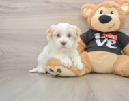 5 week old Havanese Puppy For Sale - Puppy Love PR
