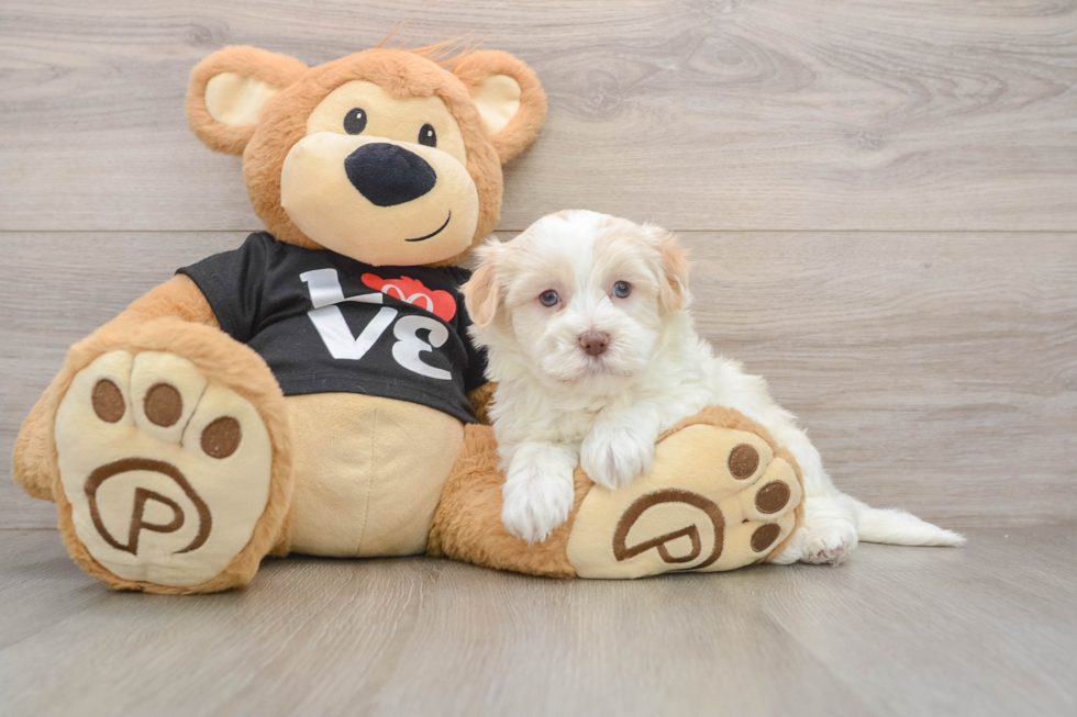Petite Havanezer Purebred Puppy