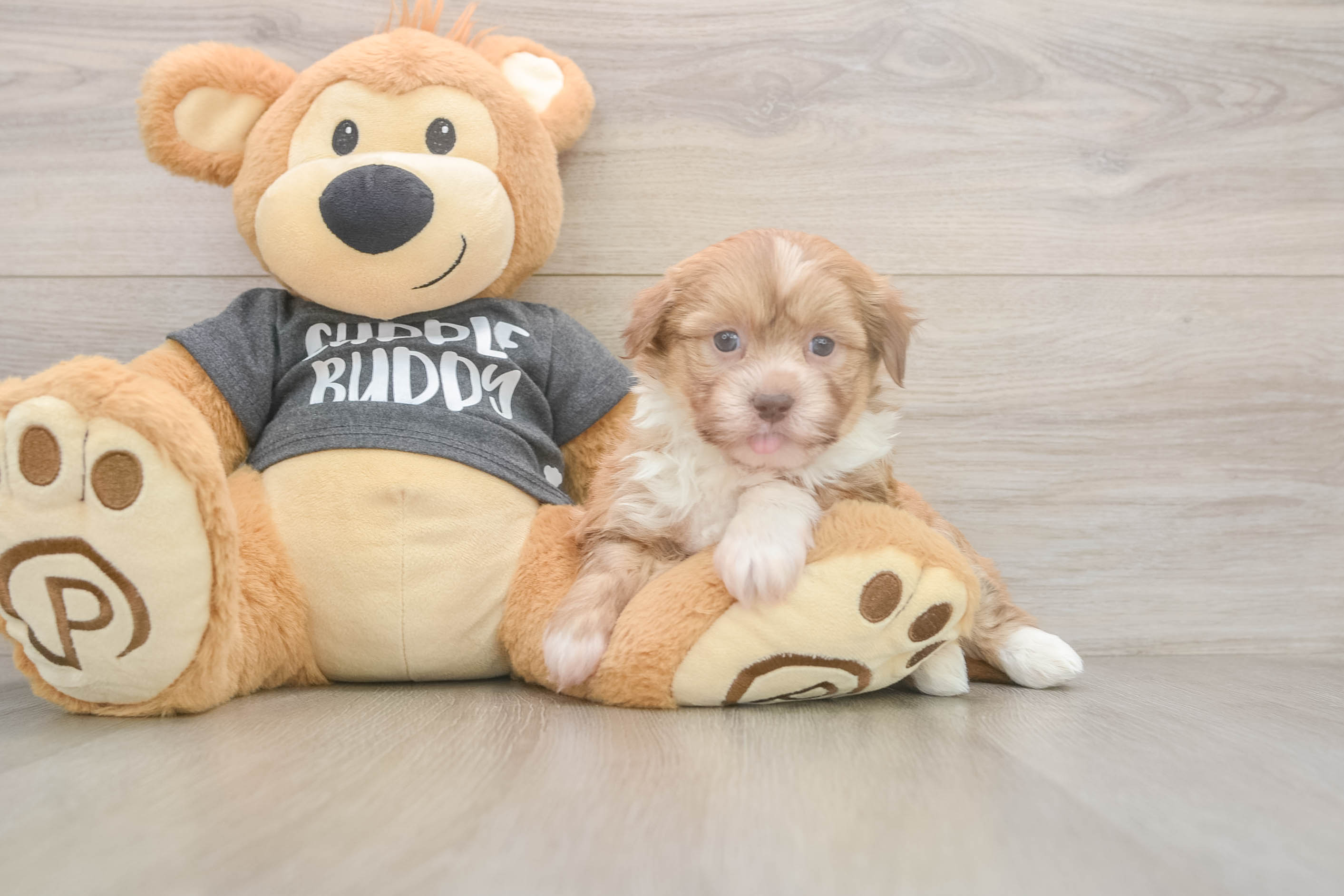 Petite Havanezer Purebred Puppy