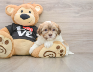 5 week old Havanese Puppy For Sale - Puppy Love PR