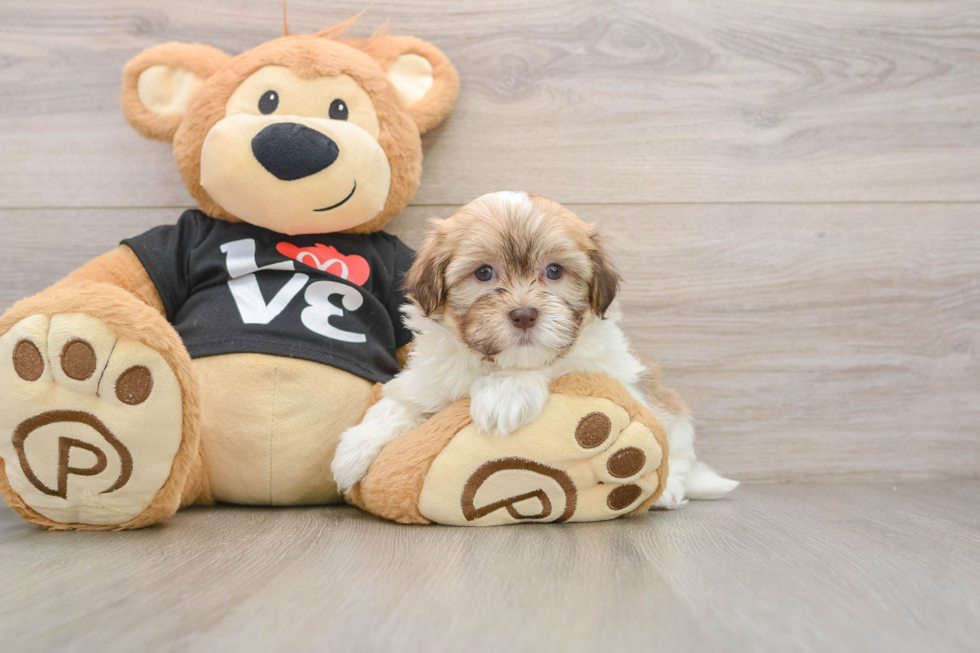 Havanese Puppy for Adoption