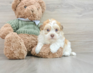 8 week old Havanese Puppy For Sale - Puppy Love PR