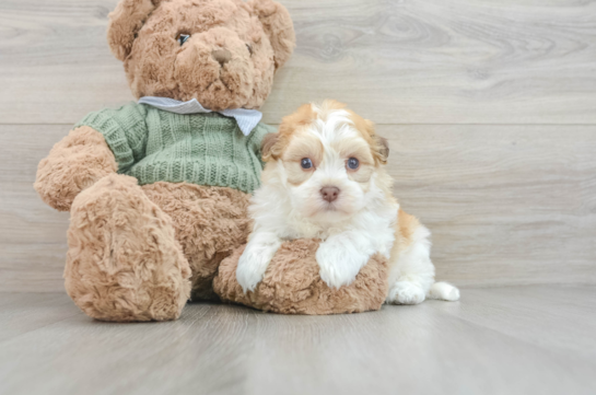 Energetic Bichon Habanero Purebred Puppy