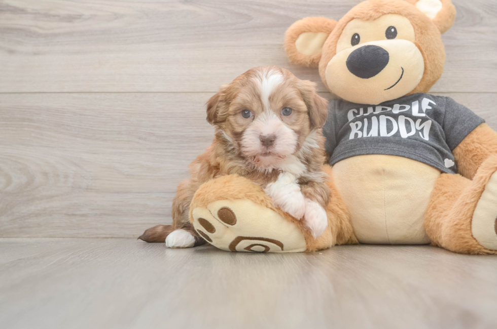 5 week old Havanese Puppy For Sale - Puppy Love PR
