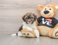 5 week old Havanese Puppy For Sale - Puppy Love PR