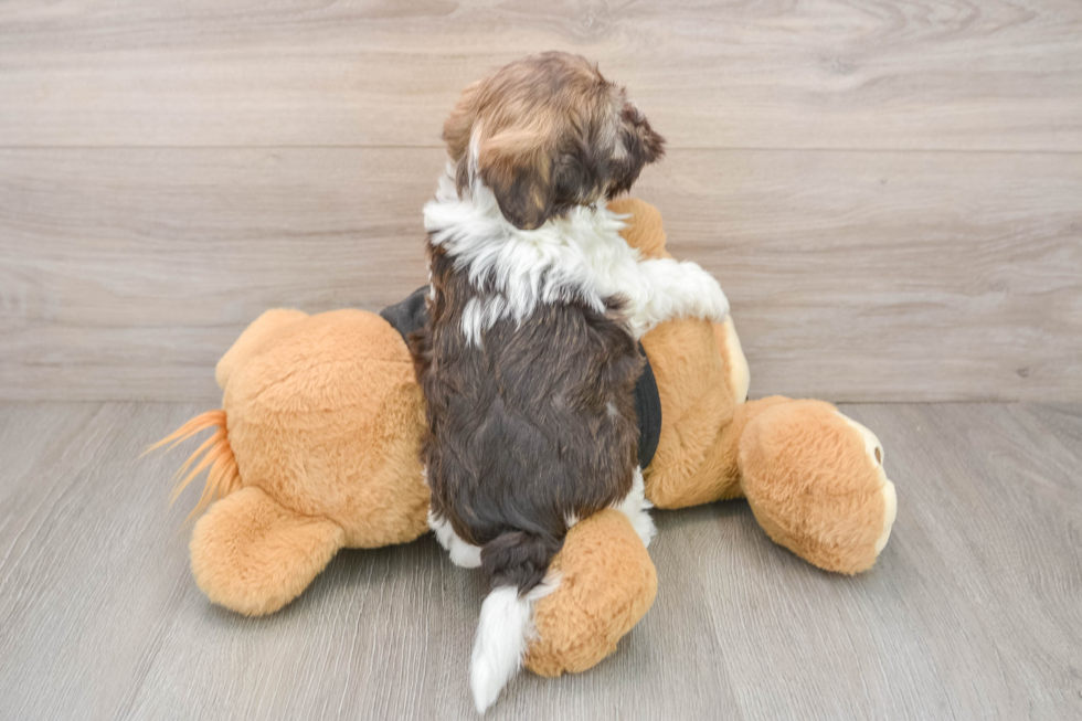 Funny Havanese Baby
