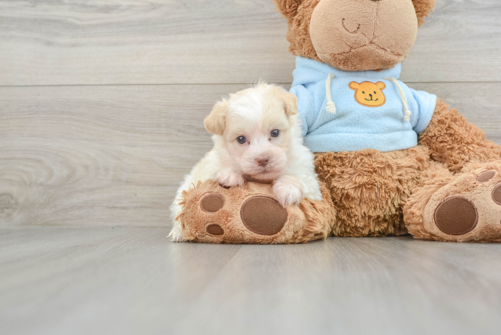Small Havanese Baby