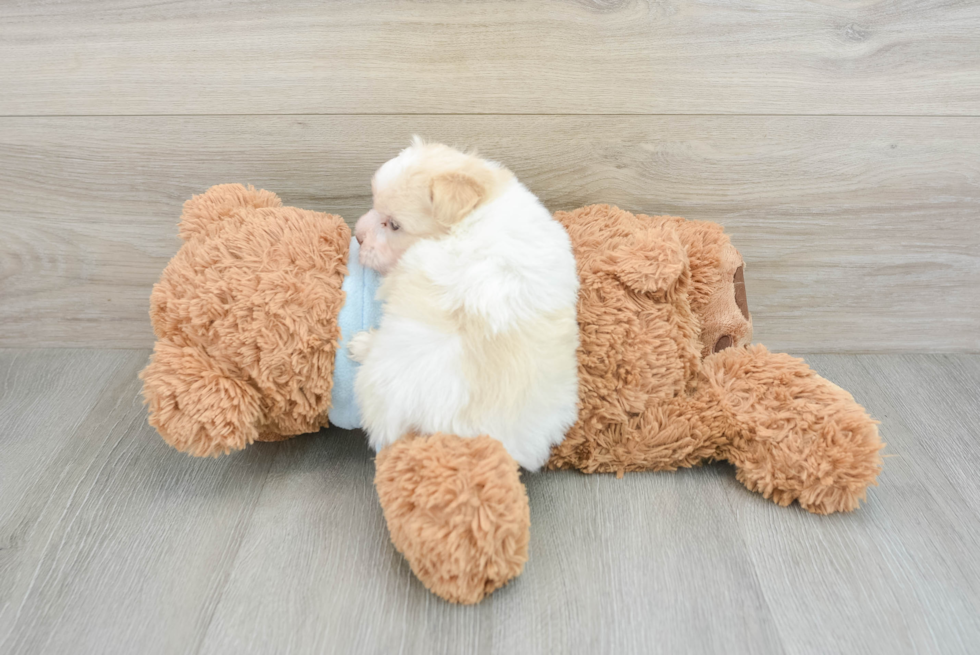 Havanese Pup Being Cute