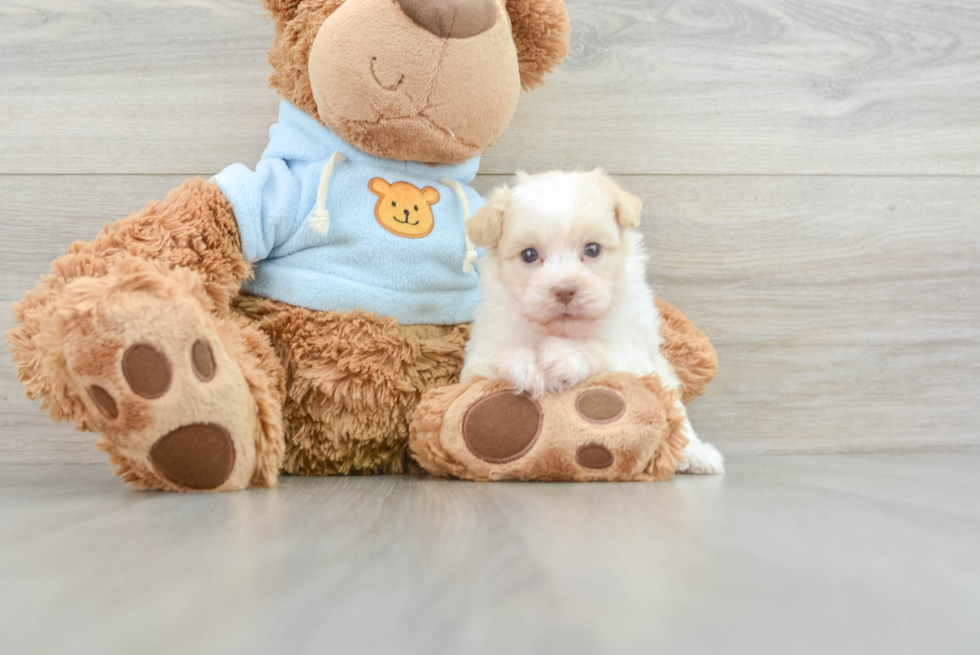 Havanese Puppy for Adoption