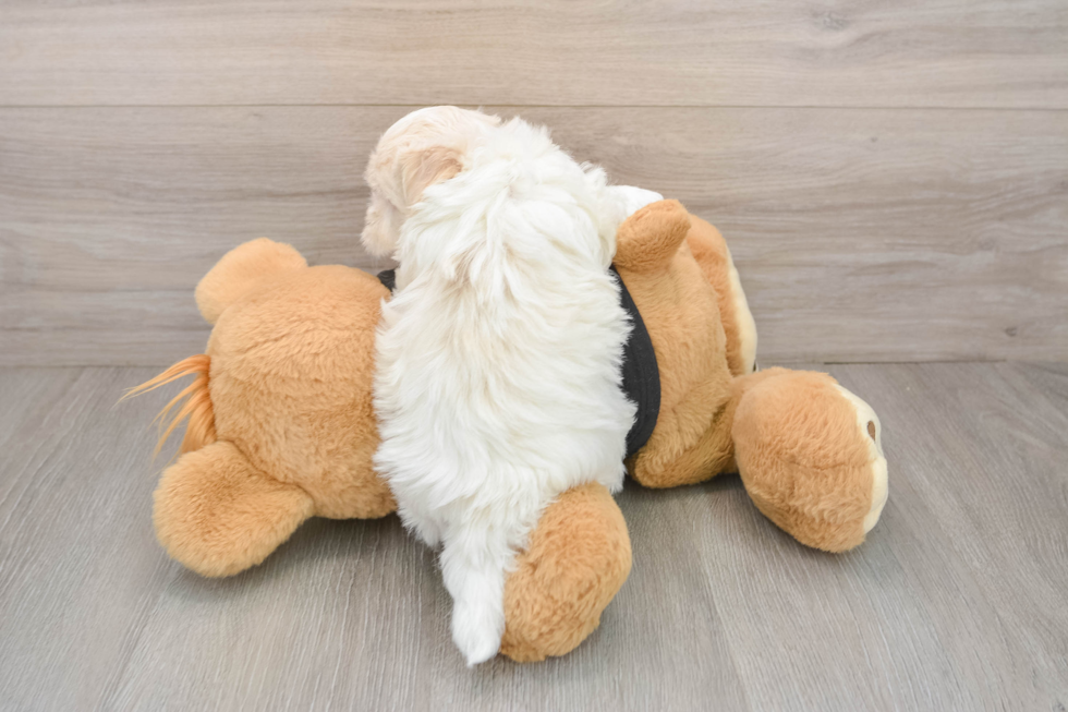 Best Havanese Baby